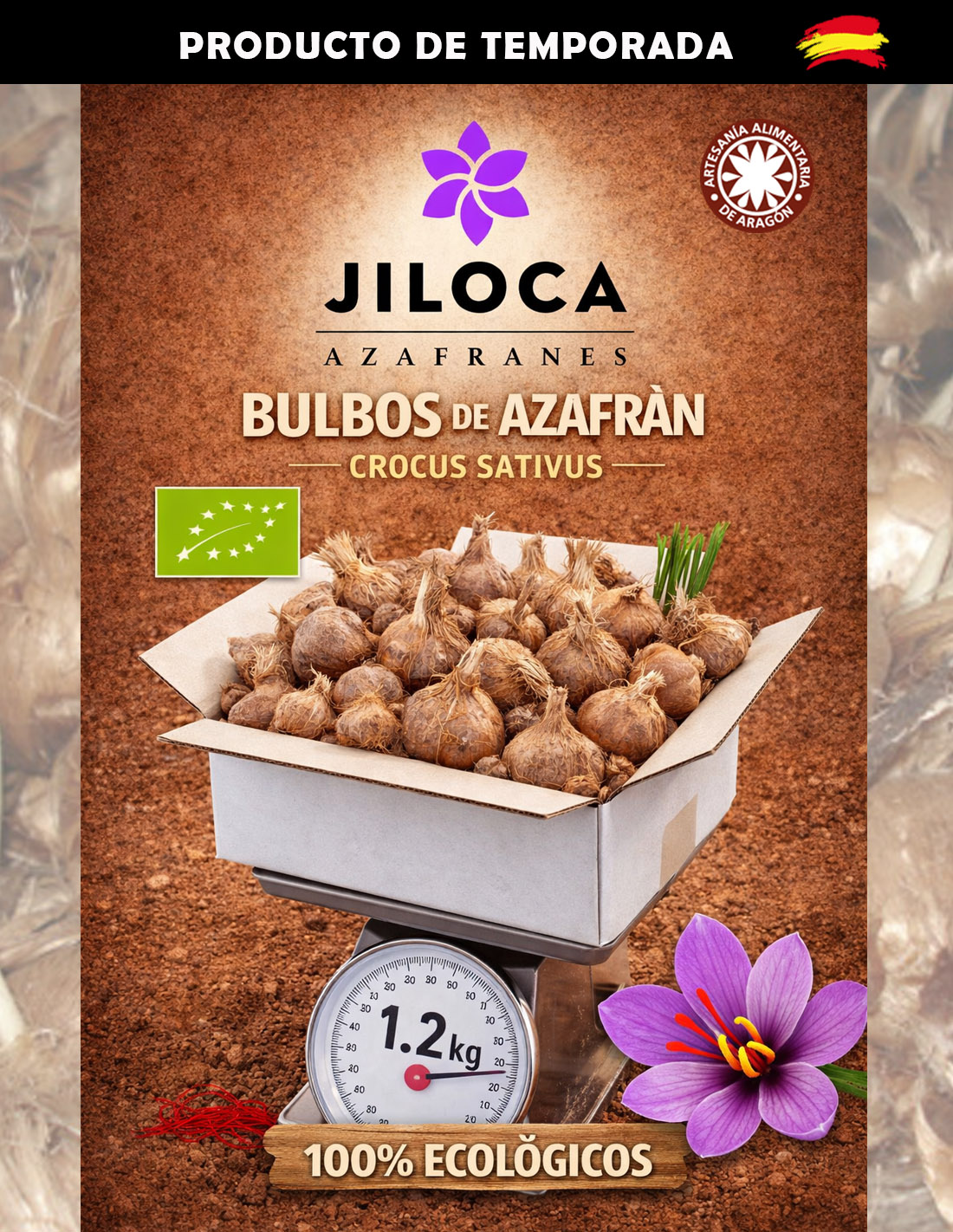 Saffron bulbs in a box